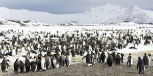 Un satellite repère de nouvelles colonies de manchots en Antarctique