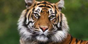 En vidéo : les tigres reviennent en Thaïlande !