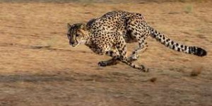 Quels sont les animaux les plus rapides ?
