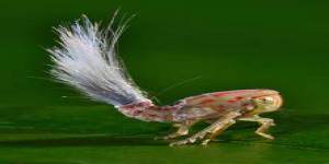 Étrangeté du vivant : ce petit insecte a un plumeau qui sort de son abdomen