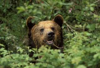 En fuite, l'ours M49 a été recapturé