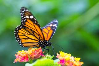 Le papillon monarque déclinerait à cause de la perte de ces fleurs