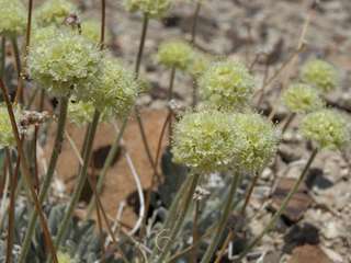 Une plante rare mystérieusement décimée dans le Nevada : acte malveillant ou... rongeurs ?