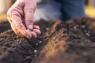 Les plantes affamées par le déclin du phosphate dans les sols