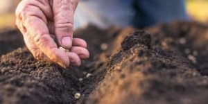 Les plantes affamées par le déclin du phosphate dans les sols