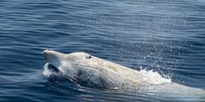 Record : la baleine de Cuvier peut rester plusieurs heures en apnée