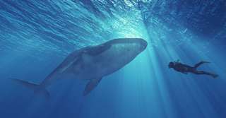 Baleines et dauphins : un risque d’extinction « réel et imminent », alertent les chercheurs