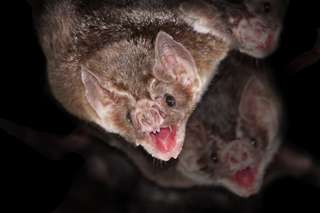 Les chauves-souris vampires pratiquent la distanciation sociale quand elles sont infectées