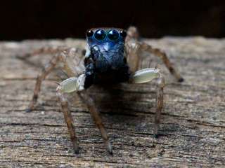Étrangeté du vivant : une nouvelle espèce d'araignée sauteuse découverte en Australie