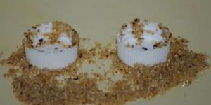 Ces fourmis utilisent du sable pour créer des ponts