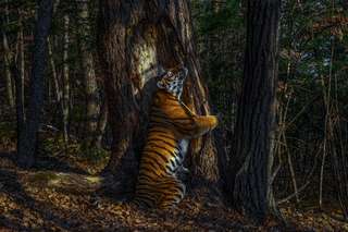 « L'étreinte » d'un tigre de Sibérie et autres magnifiques photos d'animaux sauvages
