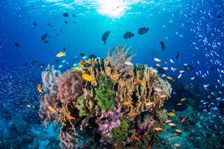 Un nouveau récif corallien découvert en Australie et il est énorme