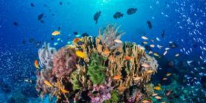 Un nouveau récif corallien découvert en Australie et il est énorme