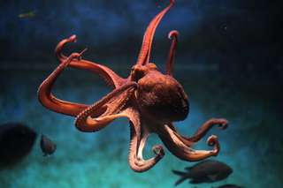Les pieuvres « goûtent » avec leurs tentacules