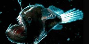 Un terrifiant poisson des profondeurs pour la première fois en vidéo