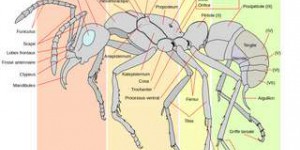 Pourquoi ces fourmis aspirent l'acide de leur abdomen ?