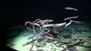 La plus large concentration de poissons des abysses jamais observée
