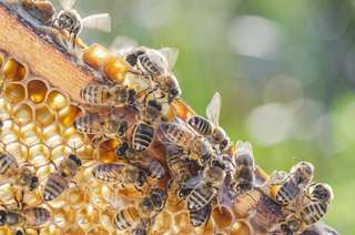 Les abeilles utilisent des excréments pour faire fuir leur prédateur