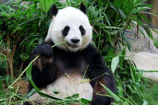 Pas si bêtes : ces pandas qui ont trouvé un moyen dégoûtant de se réchauffer !