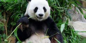 Pas si bêtes : ces pandas qui ont trouvé un moyen dégoûtant de se réchauffer !