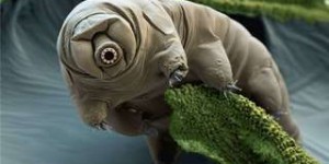 Les tardigrades, super-héros du monde microscopique