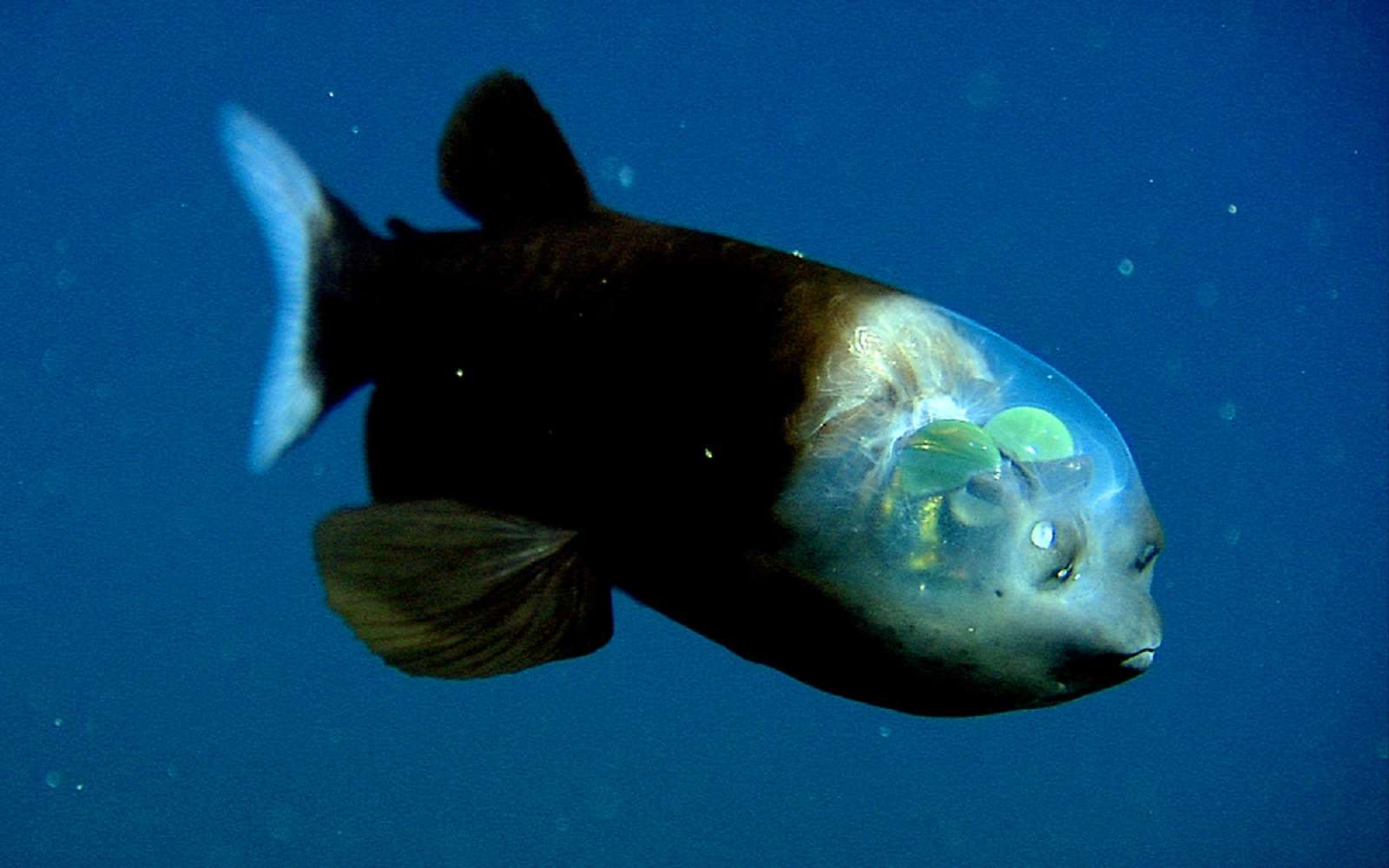 Le top 10 des créatures des profondeurs du Monterey Bay Aquarium