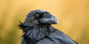Bêtes de science : ces corbeaux aussi intelligents que des singes