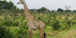Des cas mystérieux de girafes naines observés en Afrique