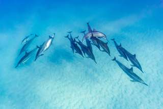 Les dauphins sont menacés par cette maladie de peau liée à l'environnement