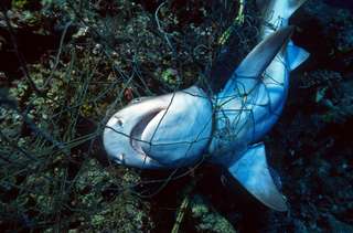 La disparition des requins et des raies laisse un « trou béant dans la vie océanique »