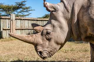Opération FIV pour les rhinocéros blancs du Nord