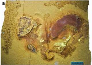 Un rare fossile d'ammonite sans sa coquille