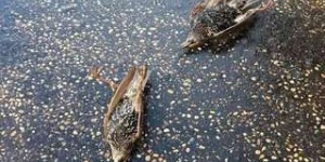 À Rome, des centaines d'oiseaux sont morts, effrayés par les feux d'artifice