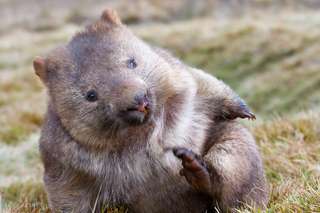 Quand les crottes cubiques des wombats nous donnent des idées