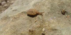 Bêtes de science : pour échapper à ses prédateurs, la larve de fourmilion fait le mort