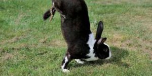 Étrangeté du vivant : ces lapins peuvent marcher sur leurs pattes avant et on sait pourquoi