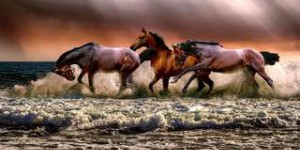 Jean-Louis Gouraud, auteur du manifeste Le cheval, c’est l’avenir : « L’espèce chevaline a été sauvée par la domestication »