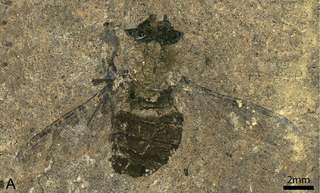 Du pollen de plantes préhistoriques découvert dans l'abdomen d'une mouche fossilisée