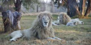 Bêtes de science : les bâillements des lions veulent dire quelque chose