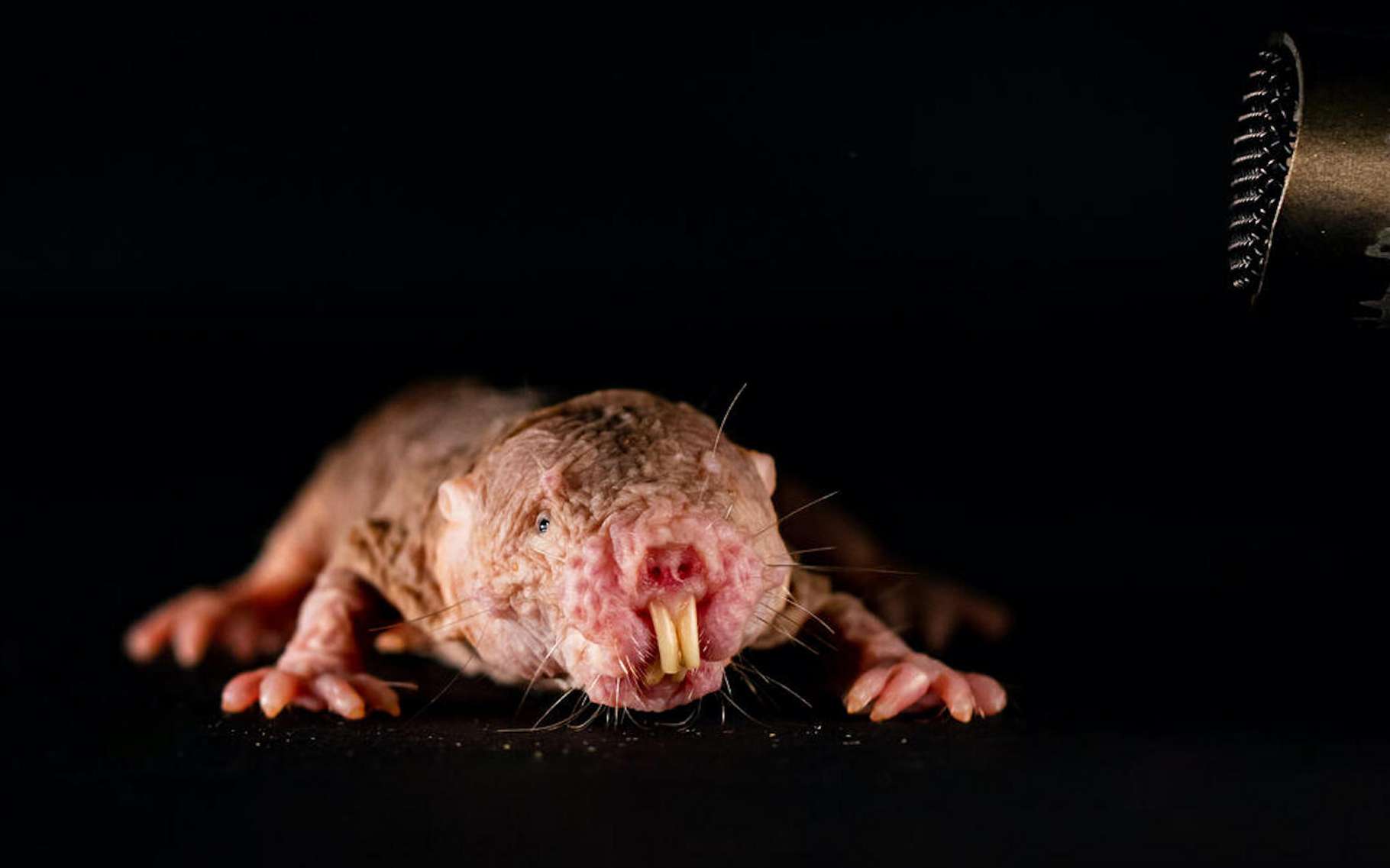 Bêtes de science : les rats-taupes nus parlent plusieurs dialectes !
