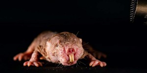 Bêtes de science : les rats-taupes nus parlent plusieurs dialectes !