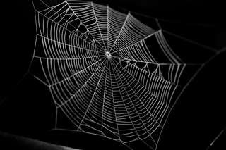 Des chercheurs mettent en musique une toile d’araignée pour communiquer avec elle : écoutez, c'est surprenant !
