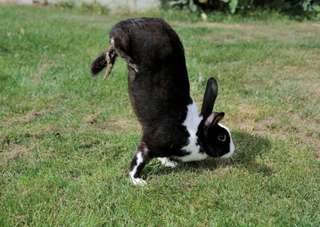 Étrangeté du vivant : ces lapins peuvent marcher sur leurs pattes avant