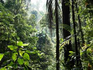 L'astéroïde qui a causé l'extinction des dinosaures a créé la forêt amazonienne
