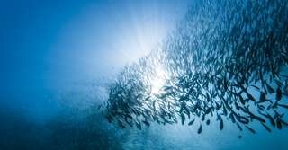 Bêtes de science : l’intelligence collective de la sardine