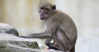 Bêtes de science : ces macaques, rois du racket