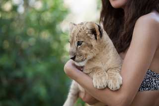 L'Afrique du Sud met fin à l'élevage des lions en captivité