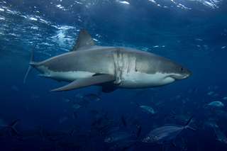Les requins utilisent le champ magnétique terrestre pour se repérer