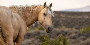 Les « trous du cul » creusés par les chevaux sauvages aident à lutter contre la sécheresse