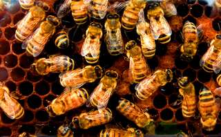 Cette abeille peut se cloner elle-même des millions de fois